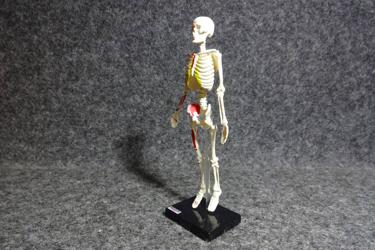 YUjIN ユージン 原色図鑑シリーズ　 原色人体解剖図鑑Ⅱ　人体骨格模型_画像2