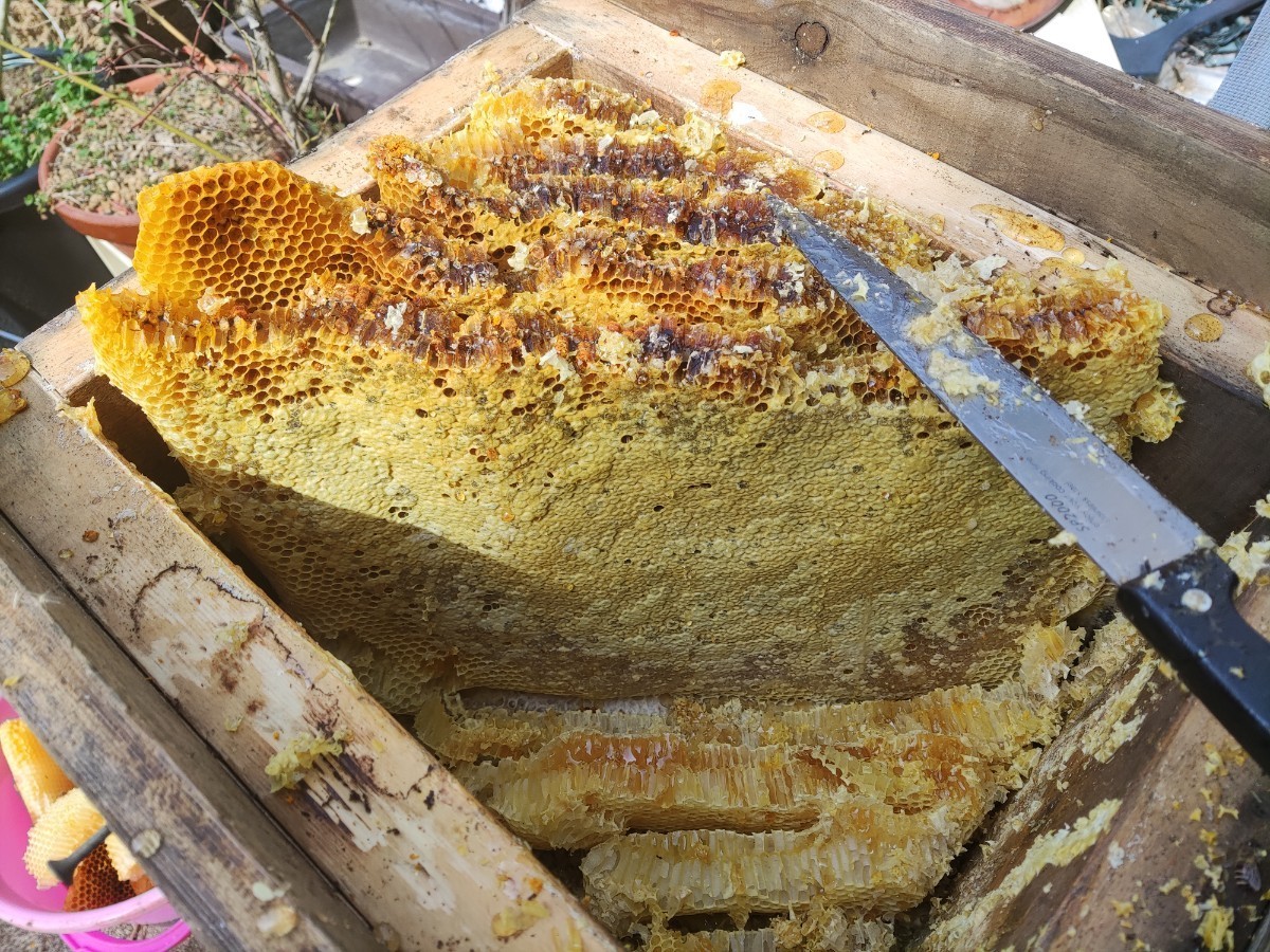 日本蜜蜂 純粋 蜂蜜 ハチミツ　５００ｇ　1本です　 静岡県 牧之原産_良い状態に貯ってます。