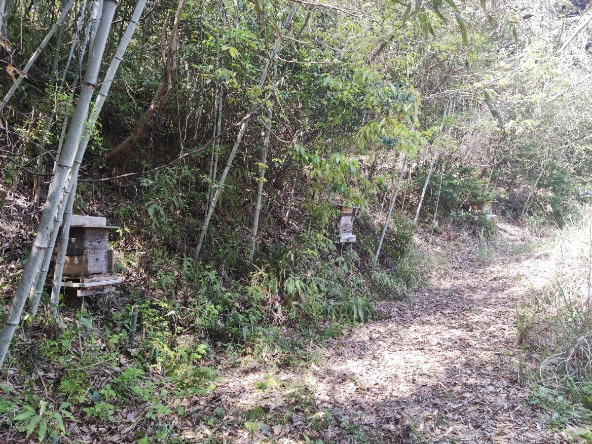 日本蜜蜂 純粋 蜂蜜 ハチミツ　５００ｇ　1本です　 静岡県 牧之原産_画像5