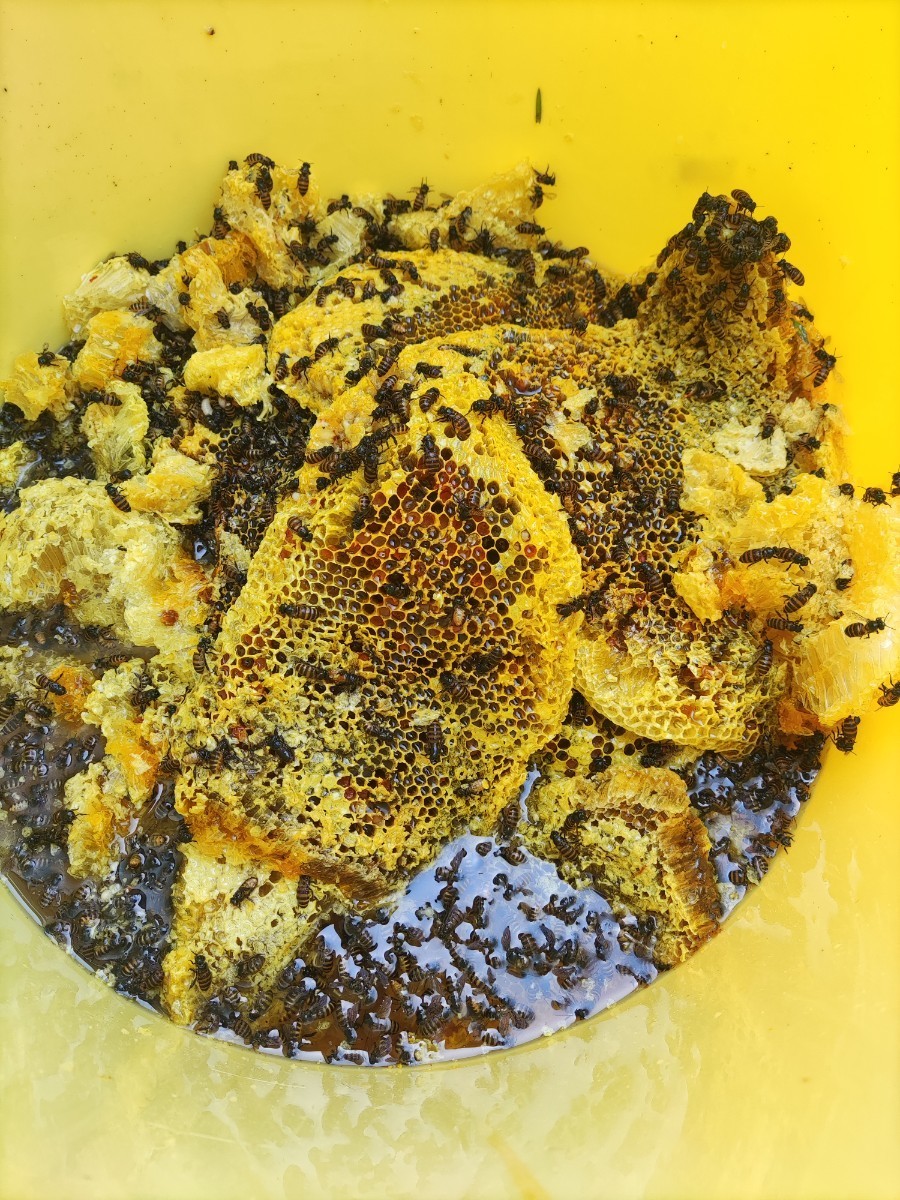 日本蜜蜂 純粋 蜂蜜 ハチミツ　５００ｇ　1本です　 静岡県 牧之原産_回収時にはどうしても蜂がまみれますね。