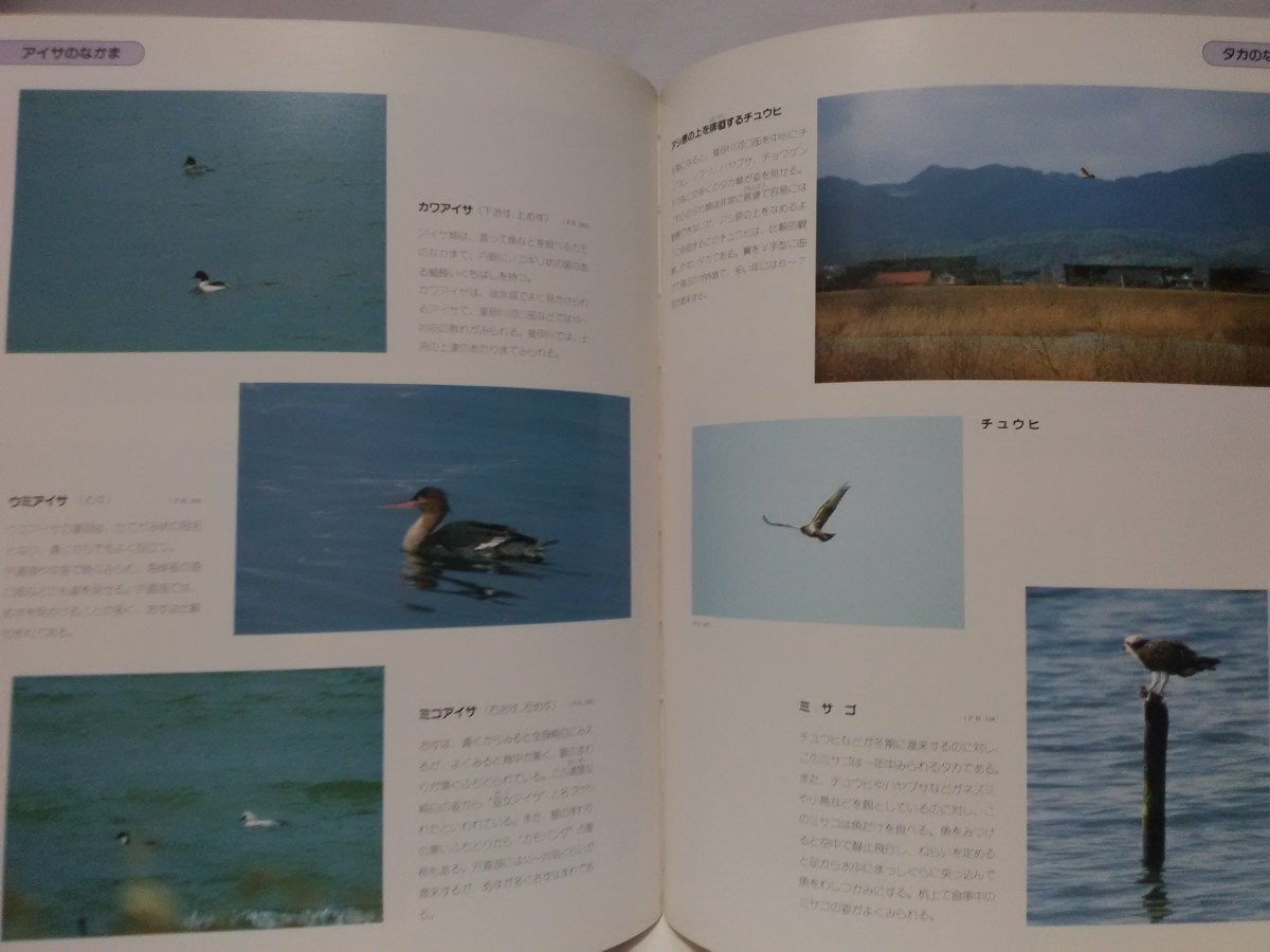  out of print **. road lake. nature ** Shimane Matsue city .. city .. river outfall . road lake 7 . ecosystem * Yamato corbicula . migration bird winter bird ko Haku chou duck kind sigi kind other 