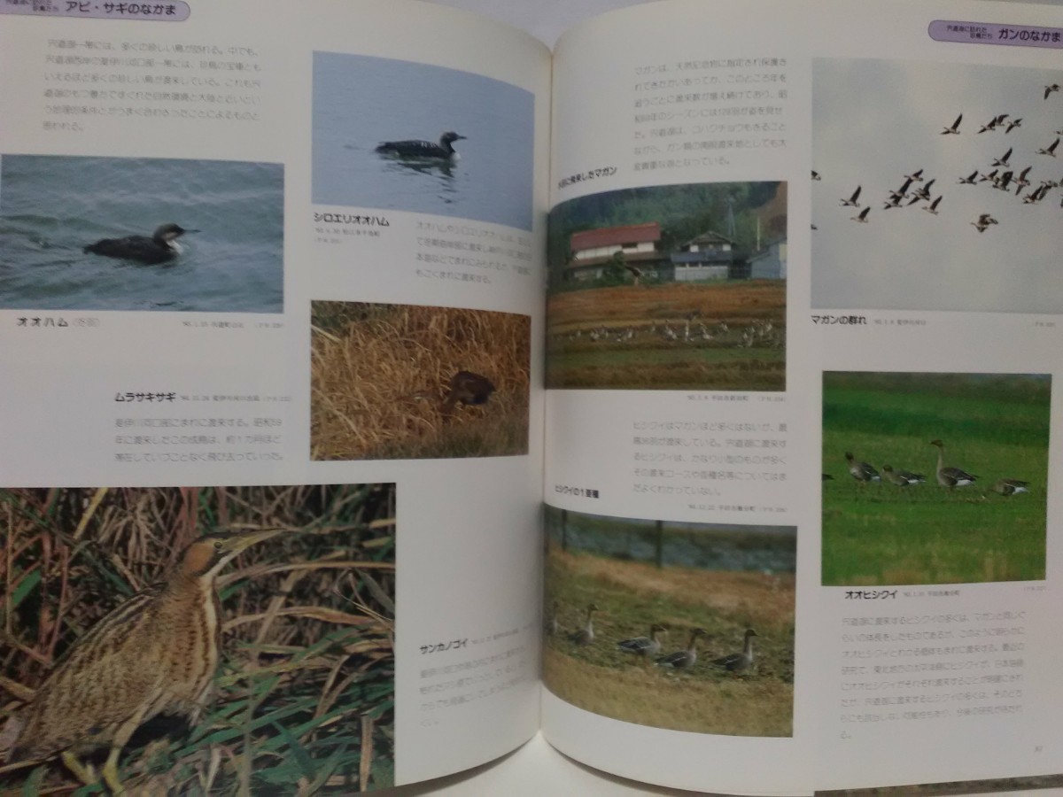  out of print **. road lake. nature ** Shimane Matsue city .. city .. river outfall . road lake 7 . ecosystem * Yamato corbicula . migration bird winter bird ko Haku chou duck kind sigi kind other 