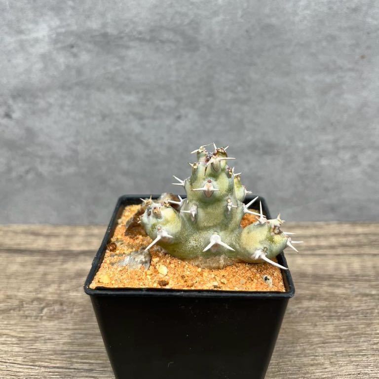 【自根】【希少】Euphorbia ponderosa ユーフォルビア　ポンデロサ　ポンデローサ　ソマリア　サボテン　多肉植物 _画像4