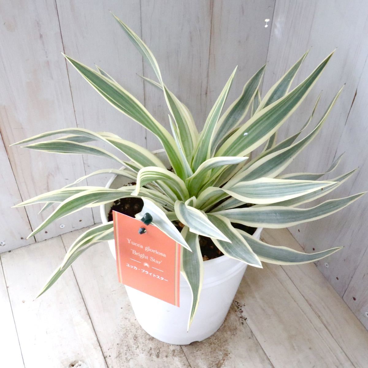 .. yucca Glo rio sa bright Star 6 size pot 