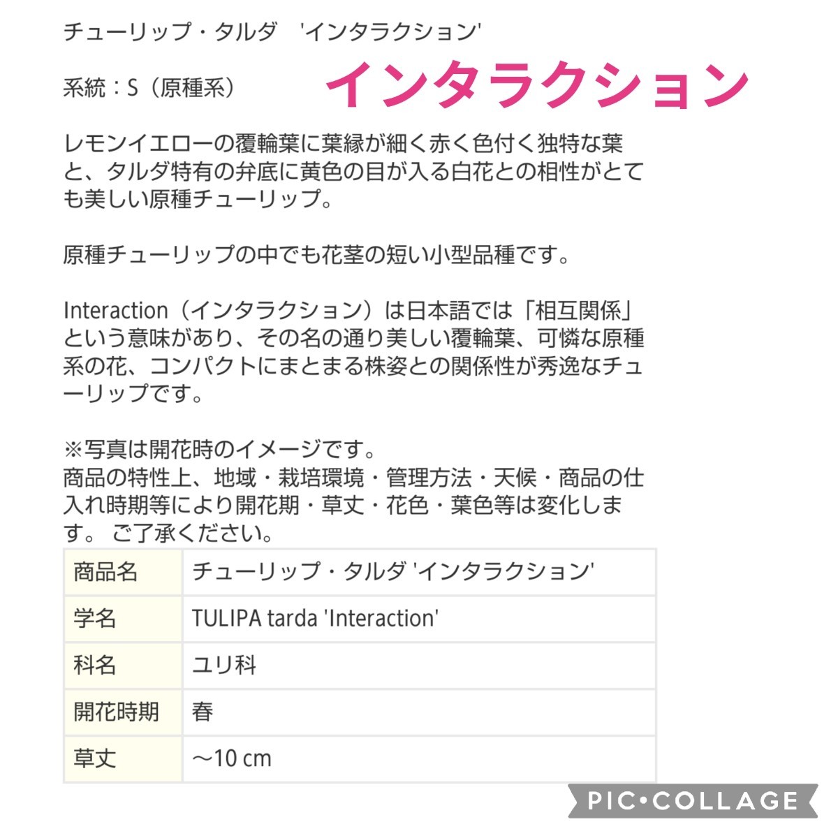 《発芽球根》【３球】原種系チューリップ『タルダインタラクション』１球から複数咲きます♪　植えっぱなしOK　　送料73円〜_画像4