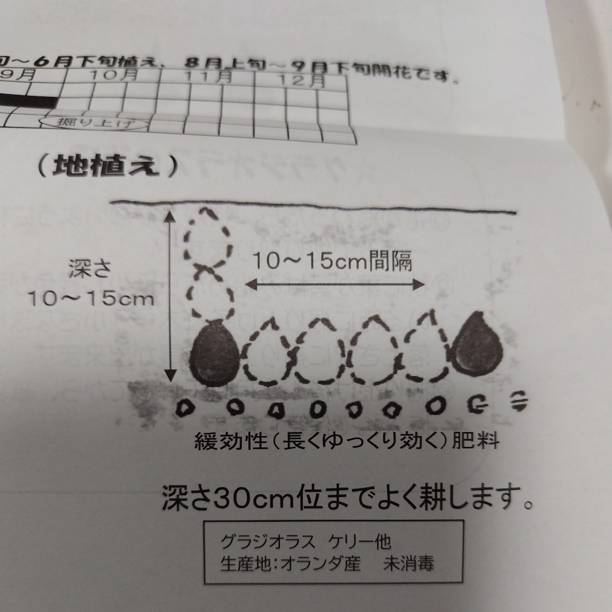 【５球】ミニグラジオラスMIX　植えっぱなしOK　送料73円〜_画像3