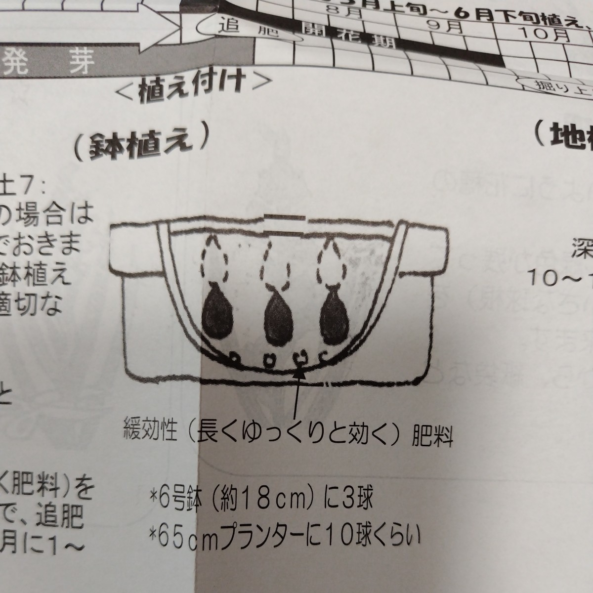 【５球】ミニグラジオラスMIX　植えっぱなしOK　送料73円〜_画像4