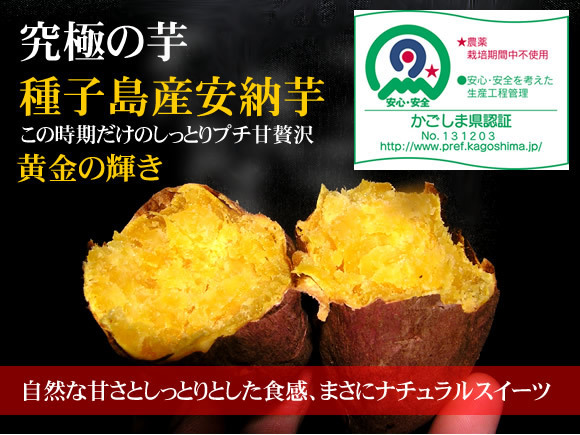 A品 種子島産安納芋SSサイズ5キロ 農薬不使用 無化学肥料 ワケアリじゃない_画像2