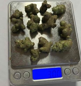 即決☆オカワカメ（雲南百薬）のむかご　30g 程度　グリーンカーテンにいかが_画像2