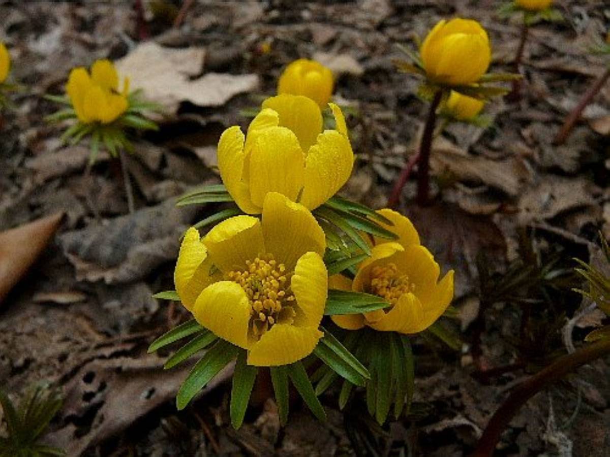 山野草　南ヨーロッパ原産「黄花セツブンソウ」_開花参考写真　花弁につやがある美花です