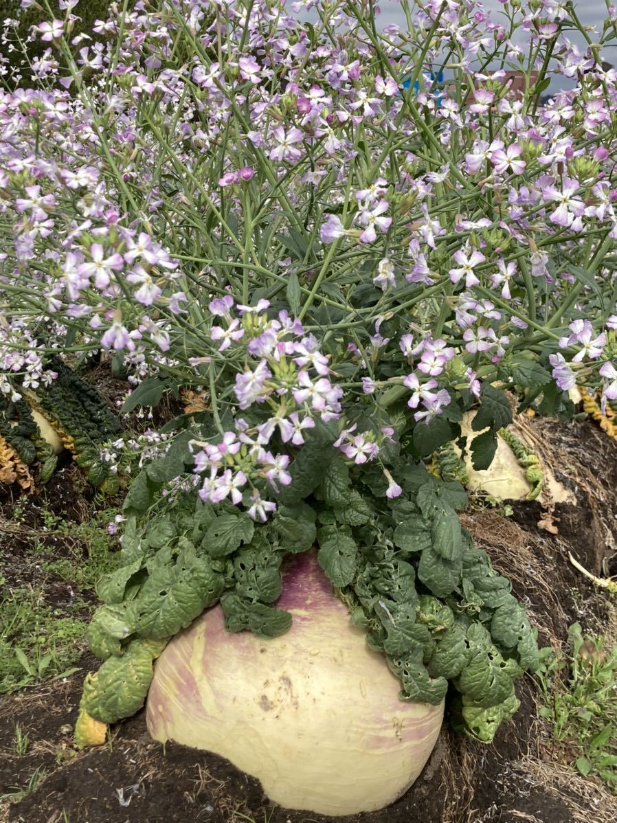 画像 即決写真 フリー画像 著作権フリー 画像 データ 野菜 桜島大根 壁紙 迅速対応！_画像1