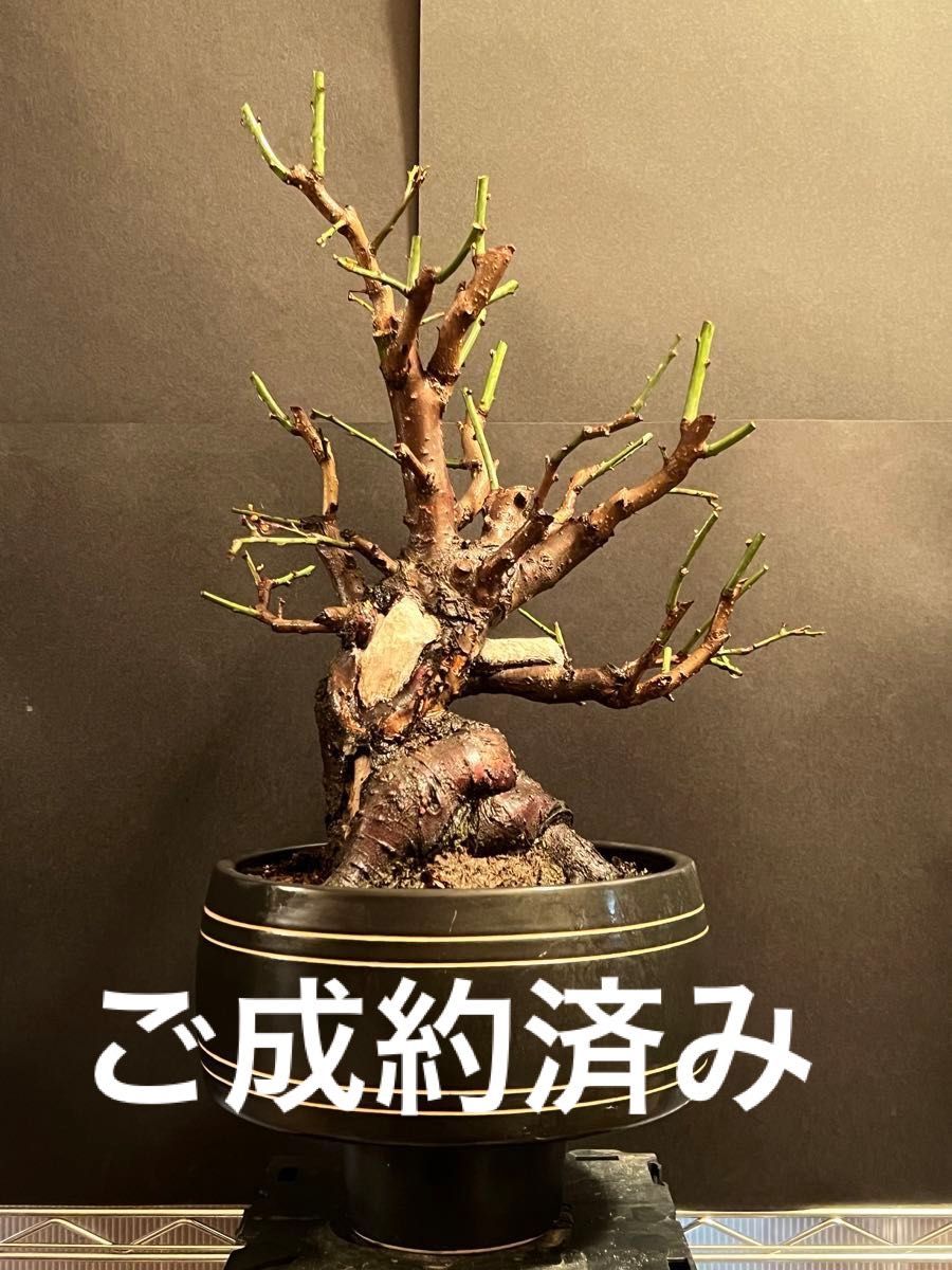 ご成約済み 【盆栽】超太幹 梅盆栽 白梅 舎利 変わり鉢|Yahoo ご成約済み 【盆栽】超太幹 梅盆栽 白梅 舎利 変わり鉢|Yahoo