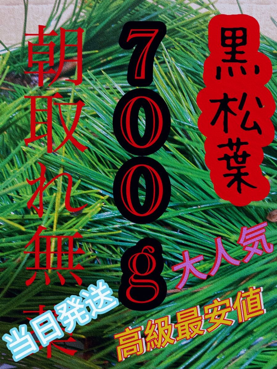 即購入可　即日発送　岡山県　黒松　枝付き松葉　生葉　松の葉農薬栽培期間中不使用