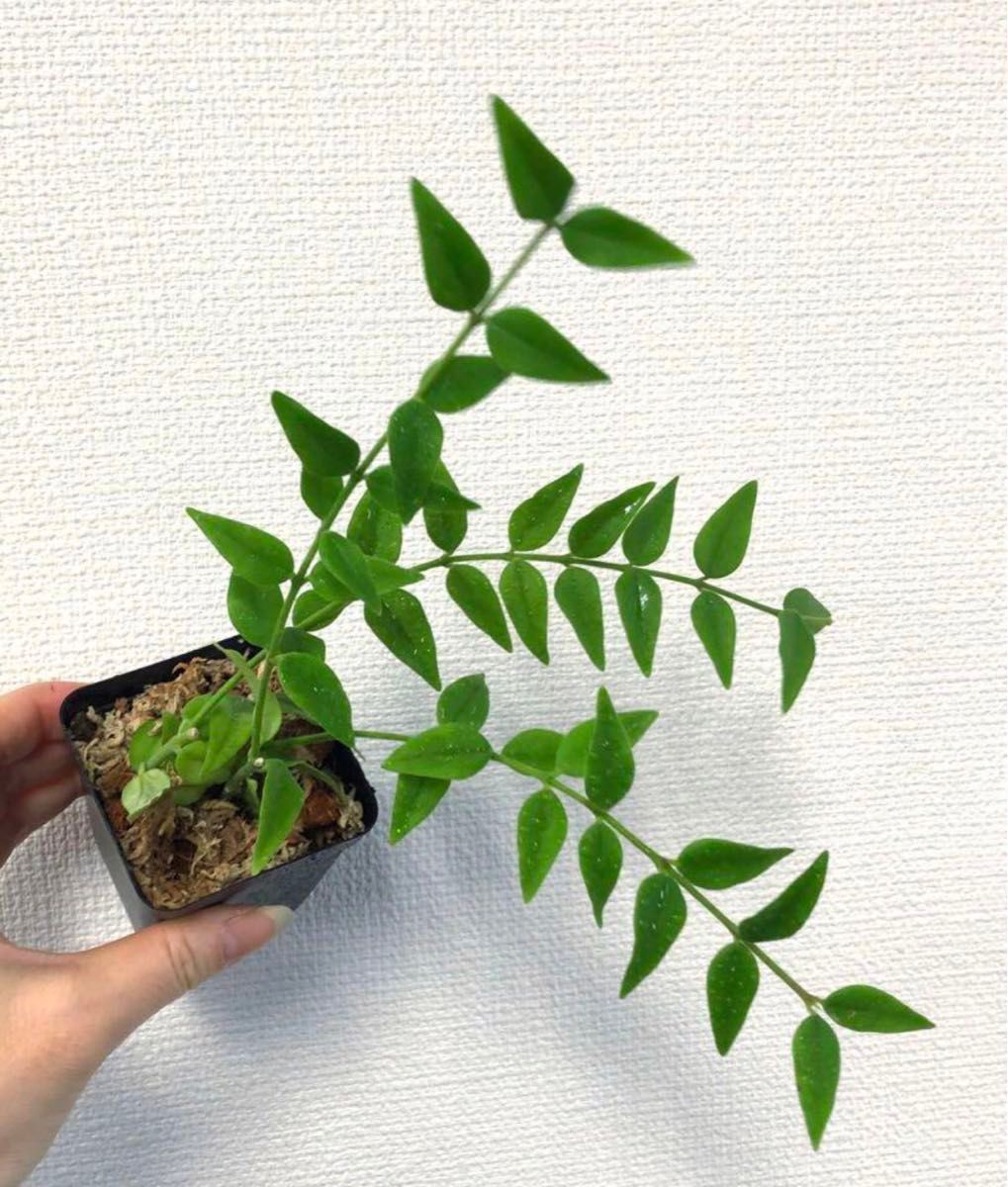 ホヤ　ベラ　セブンスター　2号プラ鉢植え　サクララン　綺麗なお花が咲きます♪ 人気の高いホヤ