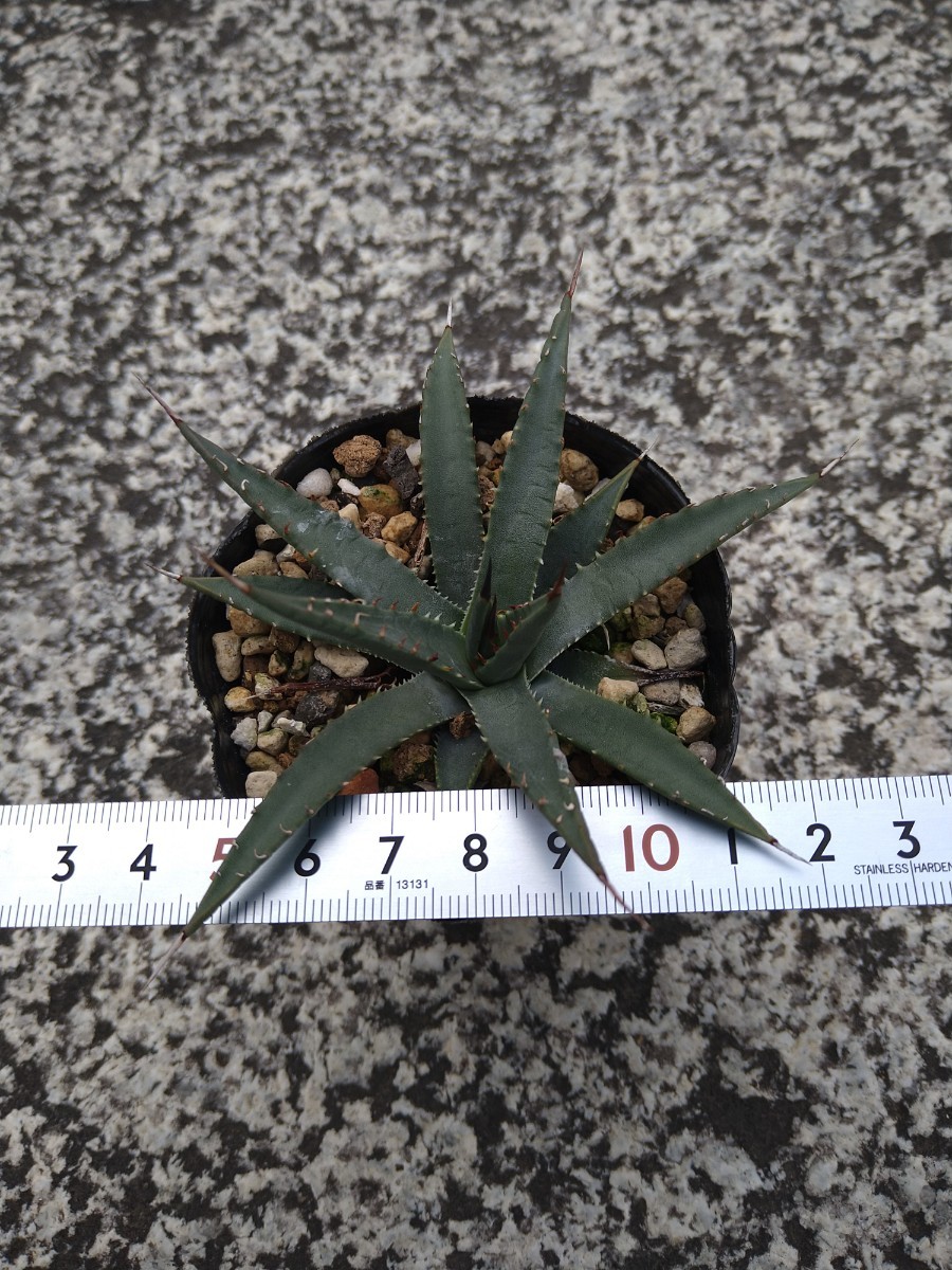 アガベ エボリスピナ Agave utahensis var. eborispina　_画像3