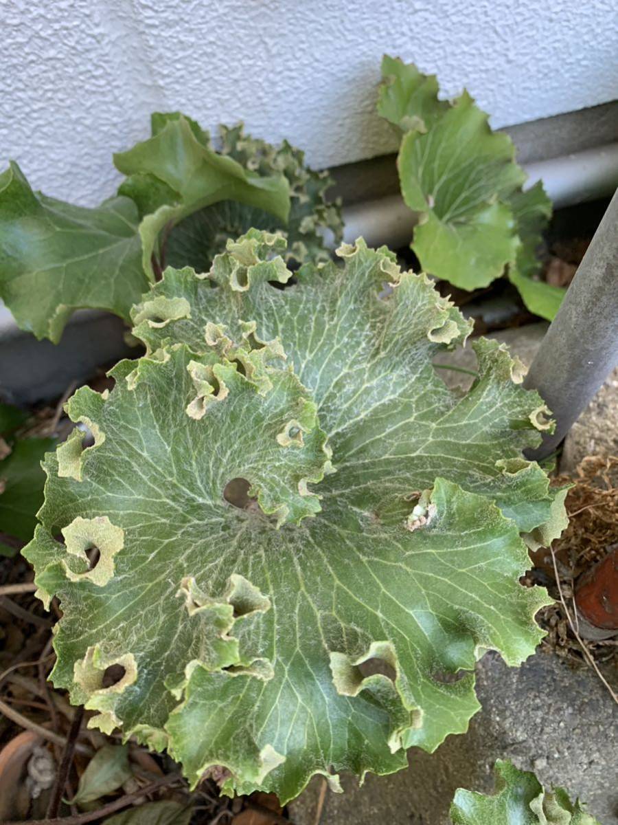 つわぶき（石蕗）大獅子 4号鉢 つわぶき 山野草 花苗 ツワブキ_画像1