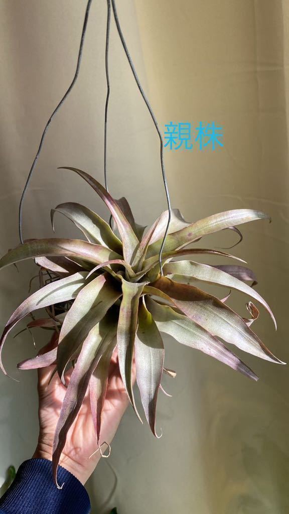 Tillandsia huarazensis Koehres由来　野生採取株の子株　　これで最後の出品になります　チランジア エアープランツ_画像1