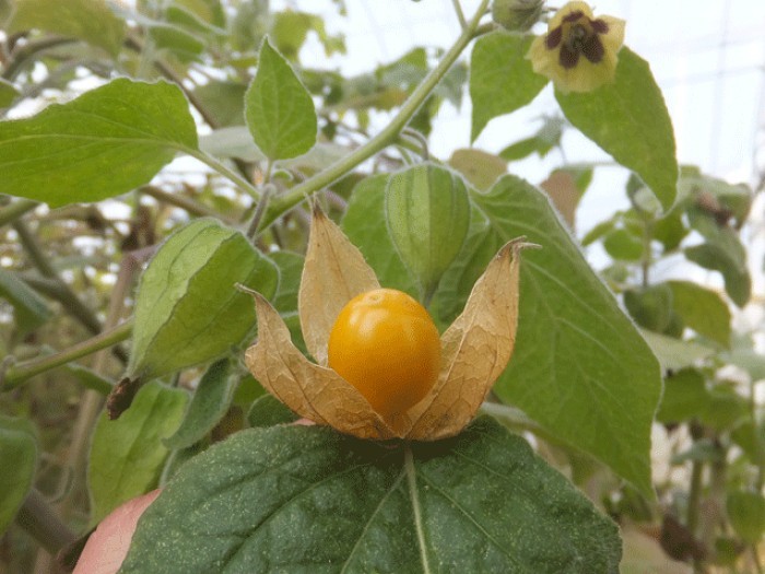 食用 ほおづき ほおずき 種 50粒以上 北海道より パケットポスト_画像6