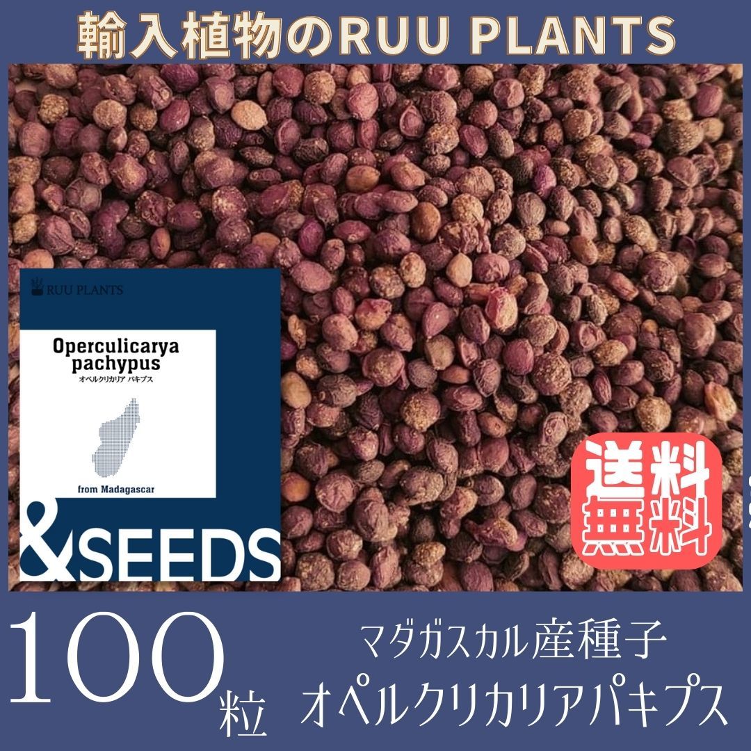 【種子100粒】オペルクリカリア・パキプス Operculicarya pachypus 種の画像1