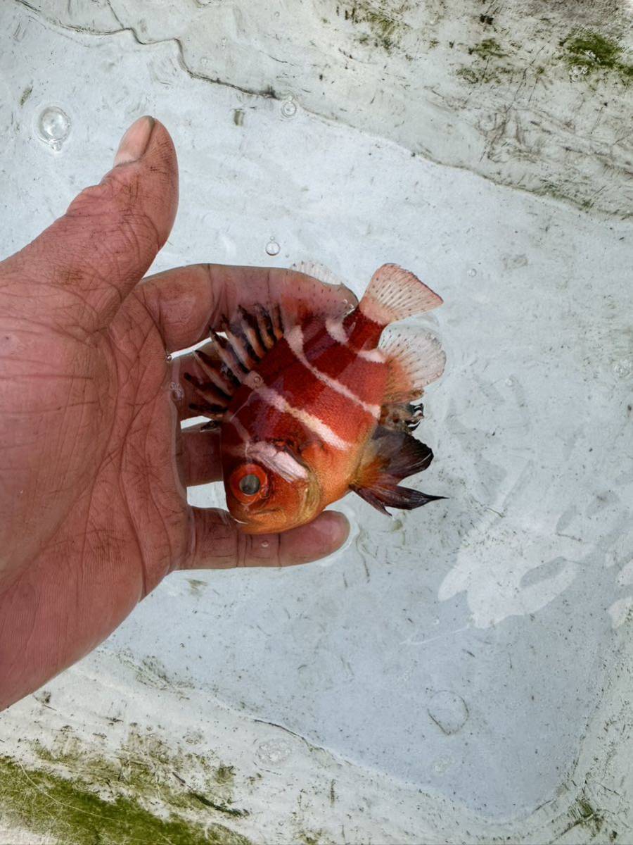 クルマダイ　7.8センチくらい　生体　海水魚　ペット_画像3