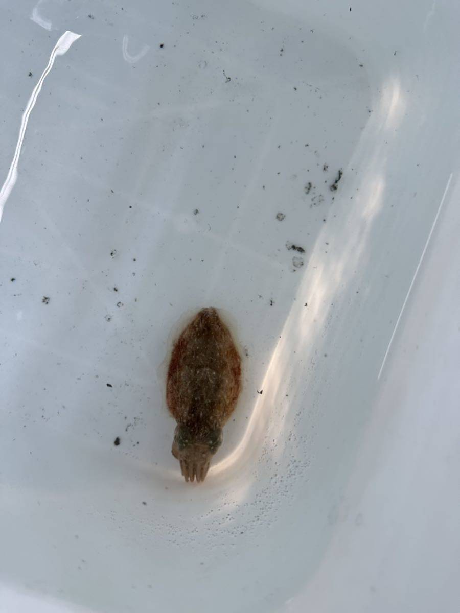 ヒメコウイカ　3-5センチくらい　生体　海水魚　ペット_画像2
