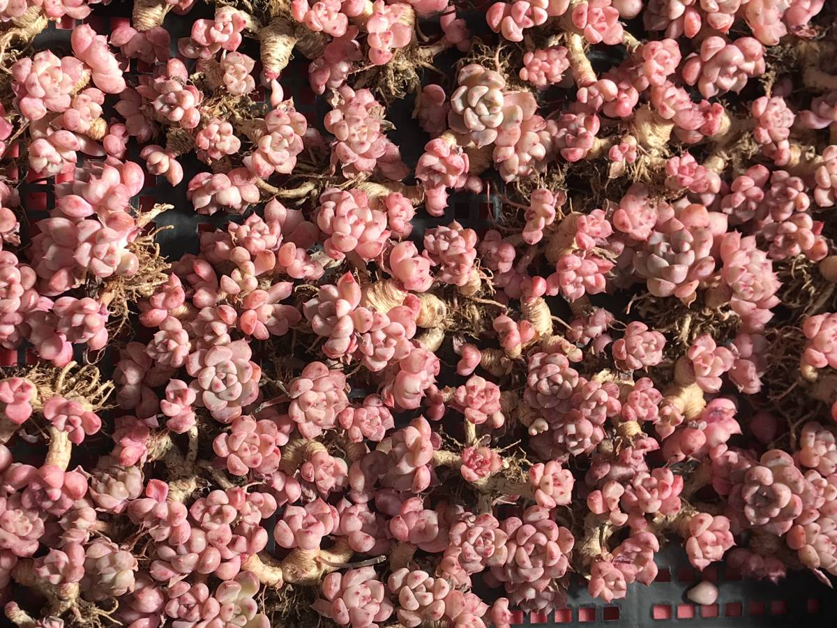 45株 P525-4多肉植物 エケベリア 可愛い泡 超美苗 サボテン 観葉植物 花 園芸　レア種 _画像3