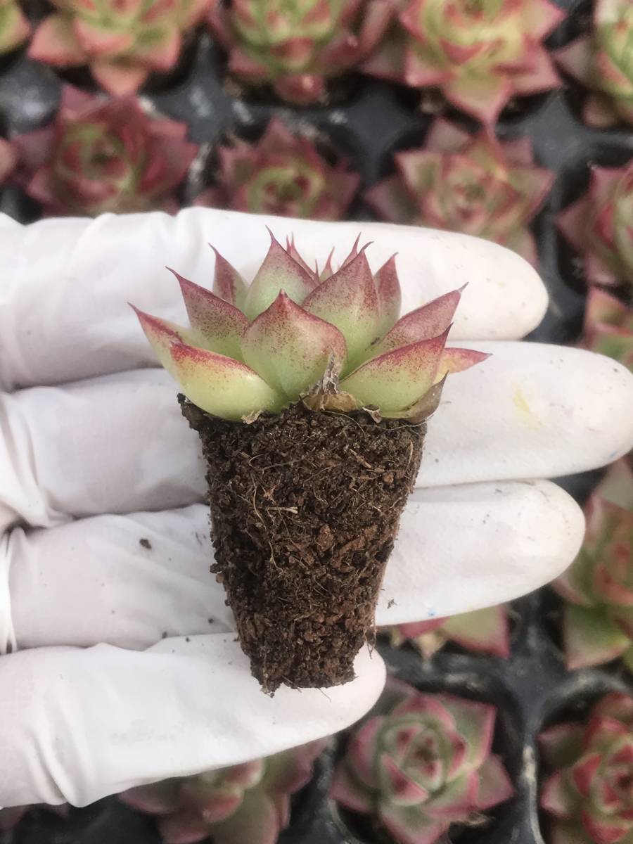 128株 Q904-2多肉植物 エケベリア 赤い辺線 超美苗 サボテン 観葉植物 花 園芸　レア種 土と根付きで_画像2