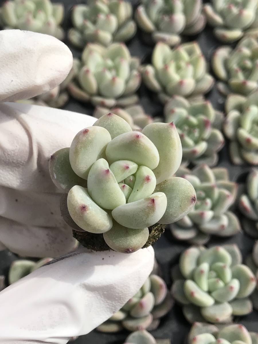 128株 Q857-1多肉植物 エケベリア 雪シャンパン 超美苗 サボテン 観葉植物 花 園芸　レア種 土と根付きで_画像1