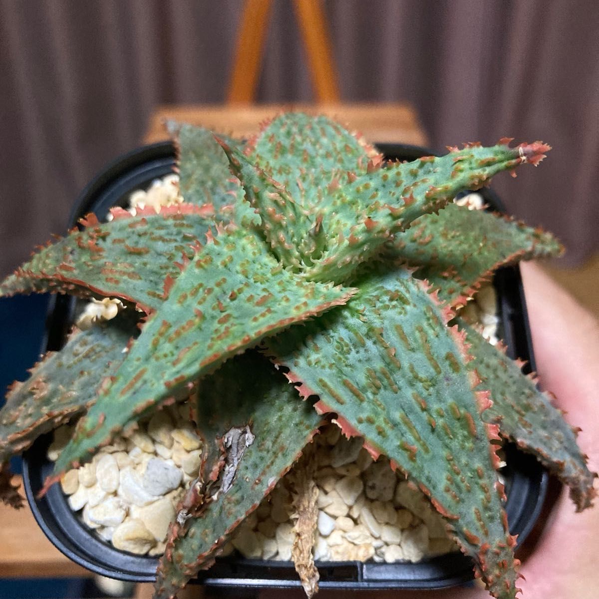 限定値下げ アロエ ハイブリッド aloe hyb hybrid