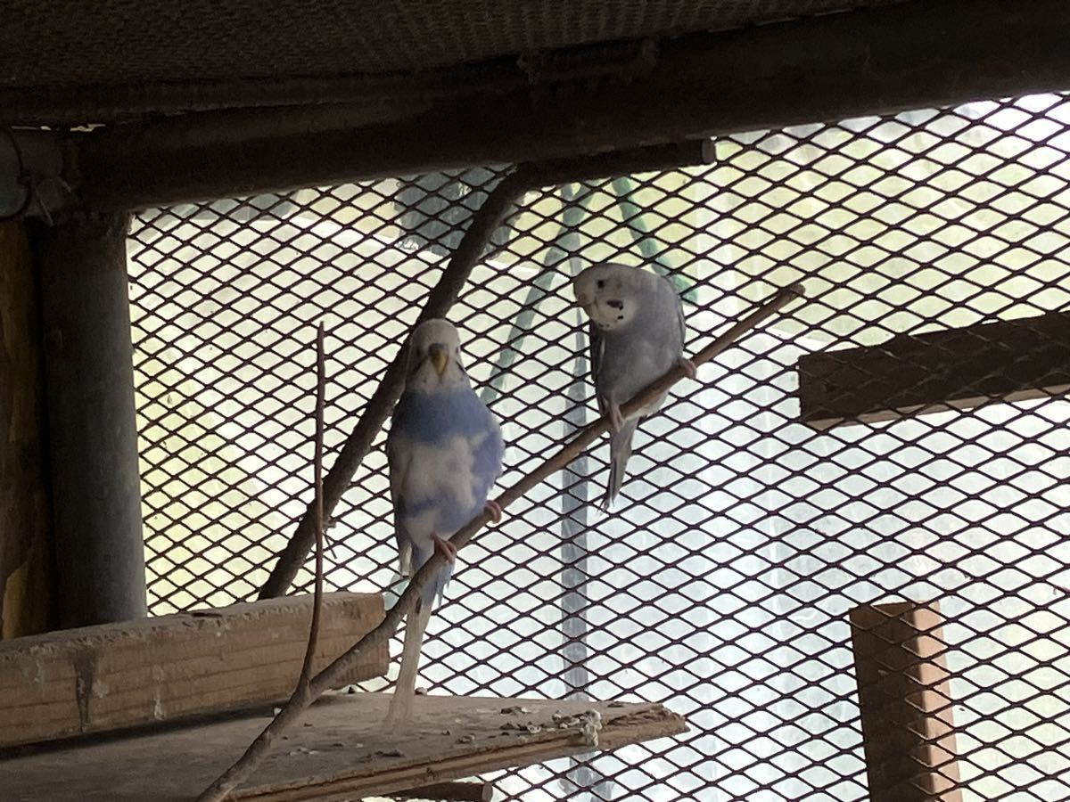 セキセイインコ2個　食用有精卵_画像1