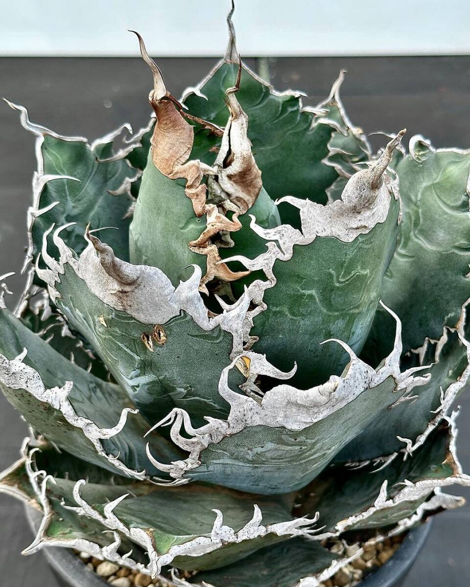 Yahoo!オークション - D6アガベ チタノタ 巨獣 Agave titanota Yahoo!オークション - D6アガベ チタノタ 巨獣 Agave titanota