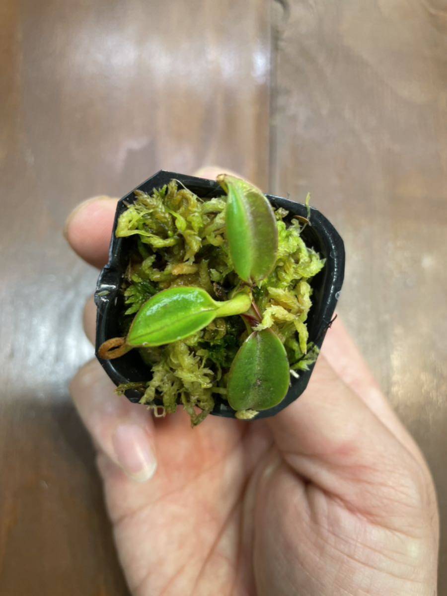 Nepenthes edwardsiana Tambuyukon seed grown ① ネペンテス　 食虫植物_画像3