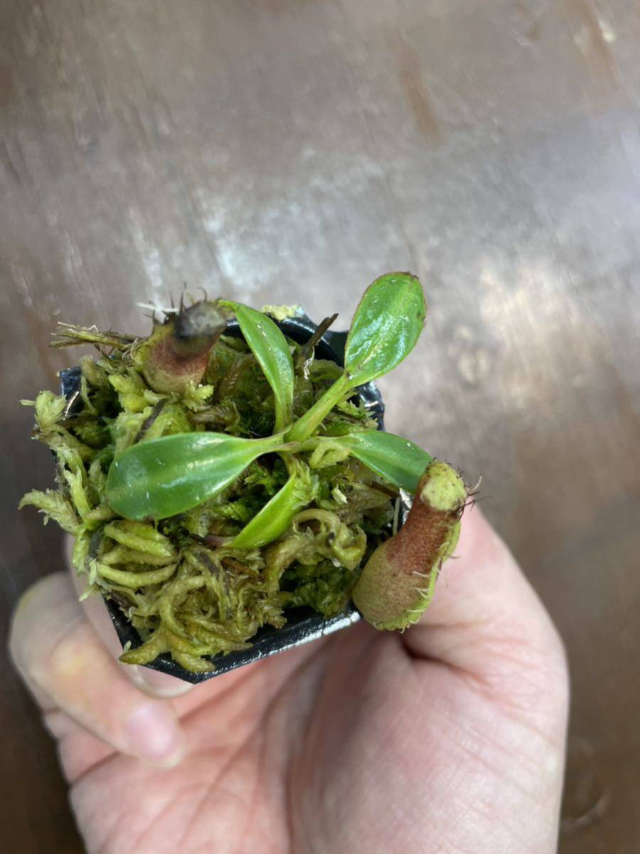 Nepenthes edwardsiana Tambuyukon seed grown ① ネペンテス　 食虫植物_画像4