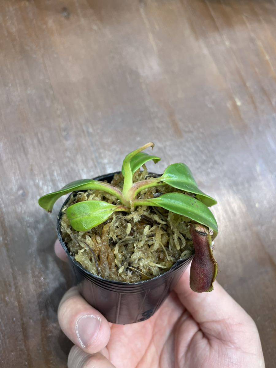 Nepenthes edwardsiana Tambuyukon seed grown ② ネペンテス　 食虫植物_画像3