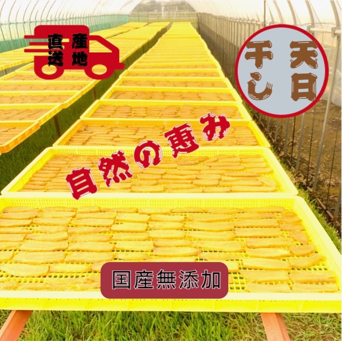 本日限定S1.5K 送料無料 茨城県産  柔らかい 甘い 黄金干し芋 ほしいも 訳あり 紅はるか セッコウ 切り落とし1.5キロ 