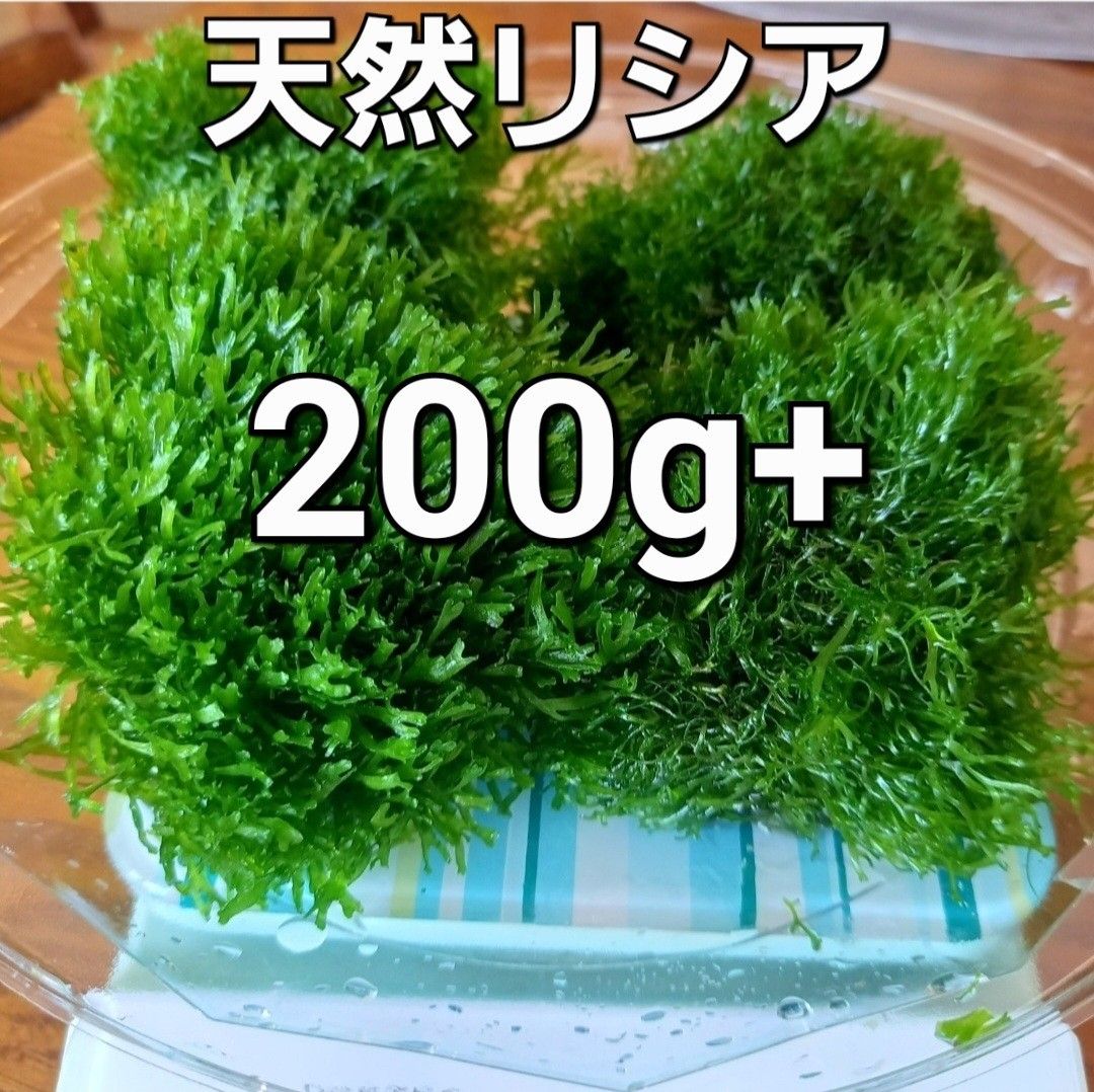 天然リシア200g+30g　おまけでアマゾンフロッグピット　おまけアカウキクサ　 水草  メダカ アクアリウム 水中葉  熱帯魚 