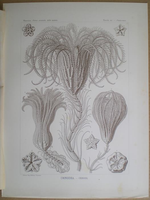 1901年 ヘッケル 生物の驚異的な形 大判 Pl.20 ウミユリ綱 イセクリヌス科 3種 棘皮動物 深海生物 博物画の画像4