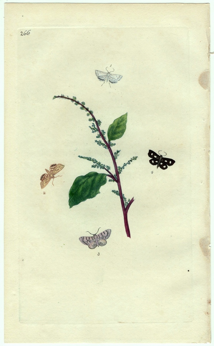 1799年 Donovan 手彩色 銅版画 英国昆虫博物誌 Pl.266 ツトガ科 カタクリスタ属 ヘリオテラ属 シャクガ科 キクロフォラ属 3種 博物画_画像1
