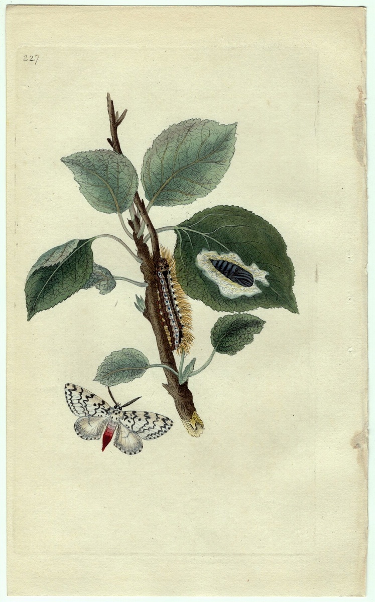 1798年 Donovan 手彩色 銅版画 英国昆虫博物誌 Pl.227 トモエガ科 リマントリア属 ノンネマイマイ PHALAENA MONACHA 博物画_画像1
