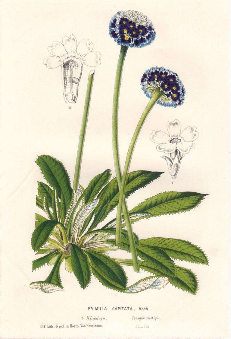 1850年 Van Houtte ヨーロッパの植物 多色石版画 サクラソウ科 サクラソウ属 PRIMULA CAPITATA_画像1