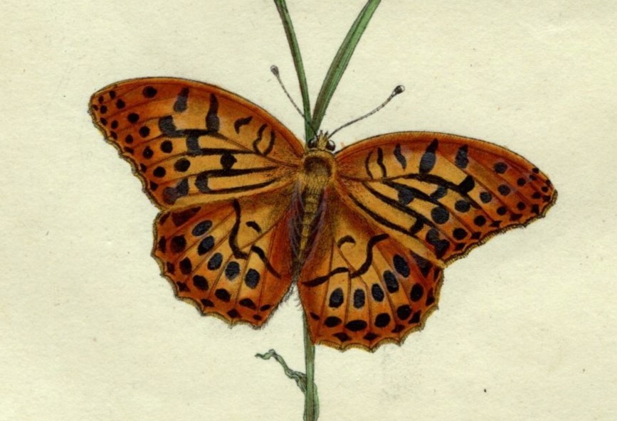 1798年 Donovan 手彩色 銅版画 英国昆虫博物誌 Pl.247 タテハチョウ科 ミドリヒョウモン属 ミドリヒョウモン PAPILIO PAPHIA 博物画_画像3