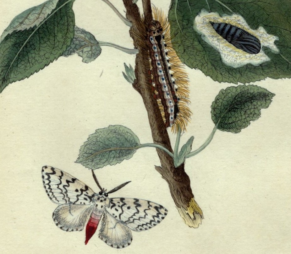 1798年 Donovan 手彩色 銅版画 英国昆虫博物誌 Pl.227 トモエガ科 リマントリア属 ノンネマイマイ PHALAENA MONACHA 博物画_画像2