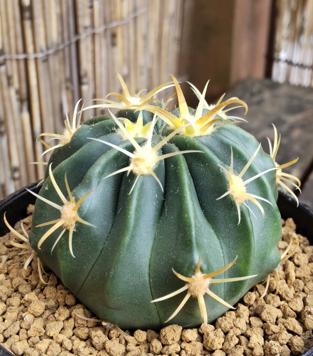 サボテン　多肉植物　★フェロカクタス　黄刺日の出丸 ★_画像3