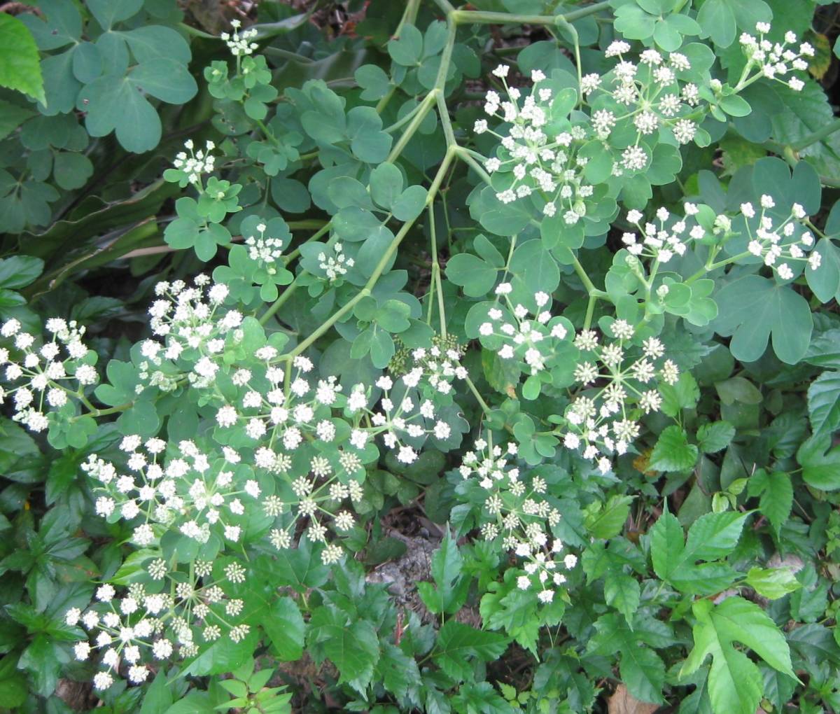 サクナ　（長命草）　種子　小さじ１杯　送料込み　（重要栄養素を沢山含む貴重な植物！！）_サクナの花です。