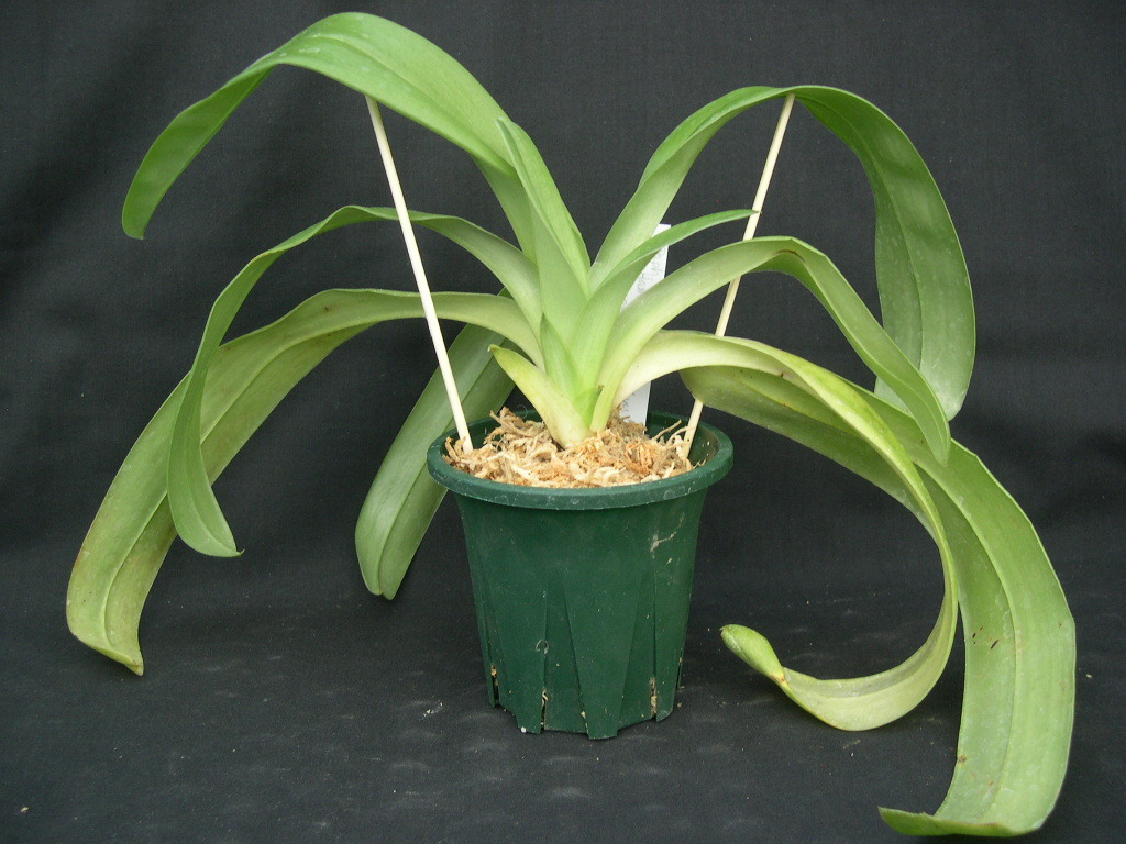 洋蘭パフィオPaph.(Hamana Egret'Enshyu' x Hamana Cute'Green Apple') BS大苗_画像2