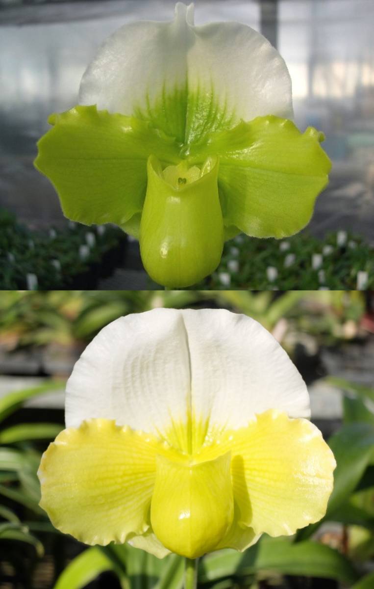 洋蘭パフィオPaph(Hamana Sea'Tosa'SM/JOGA xMiya Green Parade'White Moon')10本入CP グリーン整型花最新交配_両親