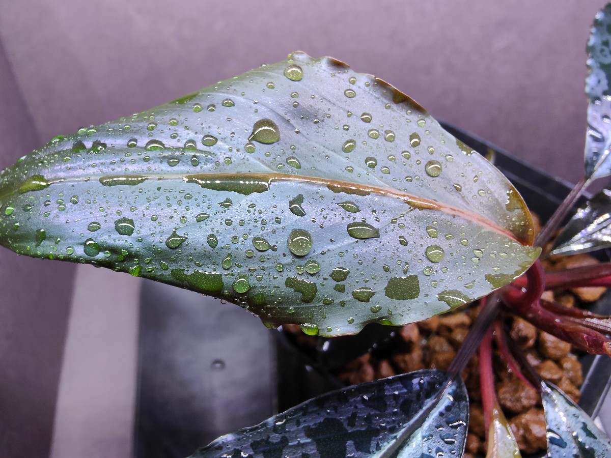 Bucephalandra sp.”Deep purple”【AZ1011-XX】2018/12 水上葉 ブセファランドラ ディープパープル AZ便_新葉が開いて間もない状態