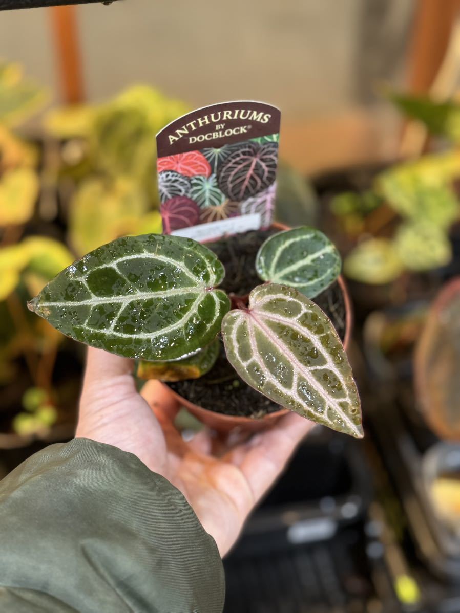 Yahoo!オークション - UJ Anthurium hybrid' Michael x (Michael Yahoo!オークション - UJ Anthurium hybrid' Michael x (Michael