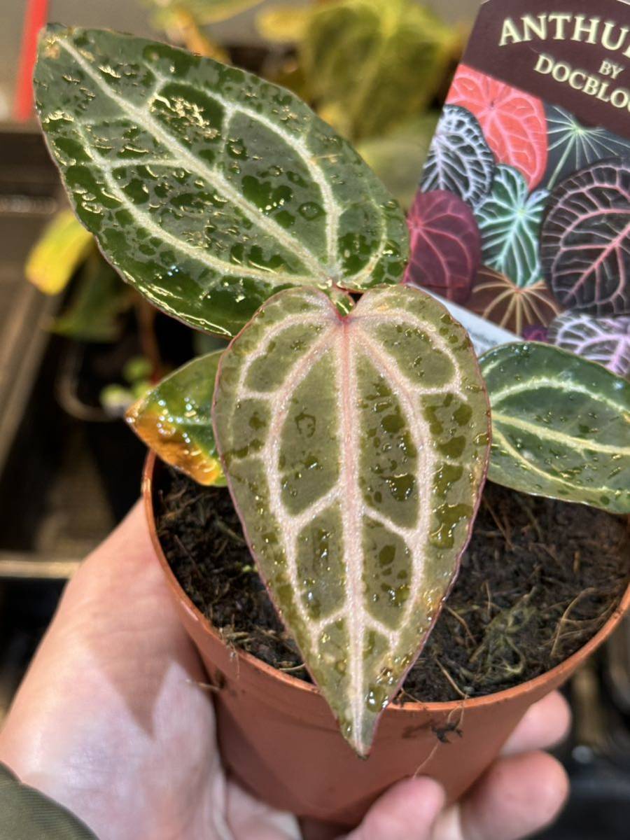Yahoo!オークション - UJ Anthurium hybrid' Michael x (Michael Yahoo!オークション - UJ Anthurium hybrid' Michael x (Michael