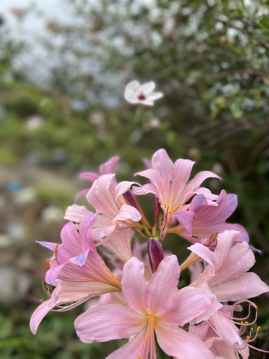 夏スイセン　球根　丈夫で育てやすい。_画像1